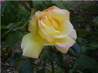 28641089-Picture 090.jpg